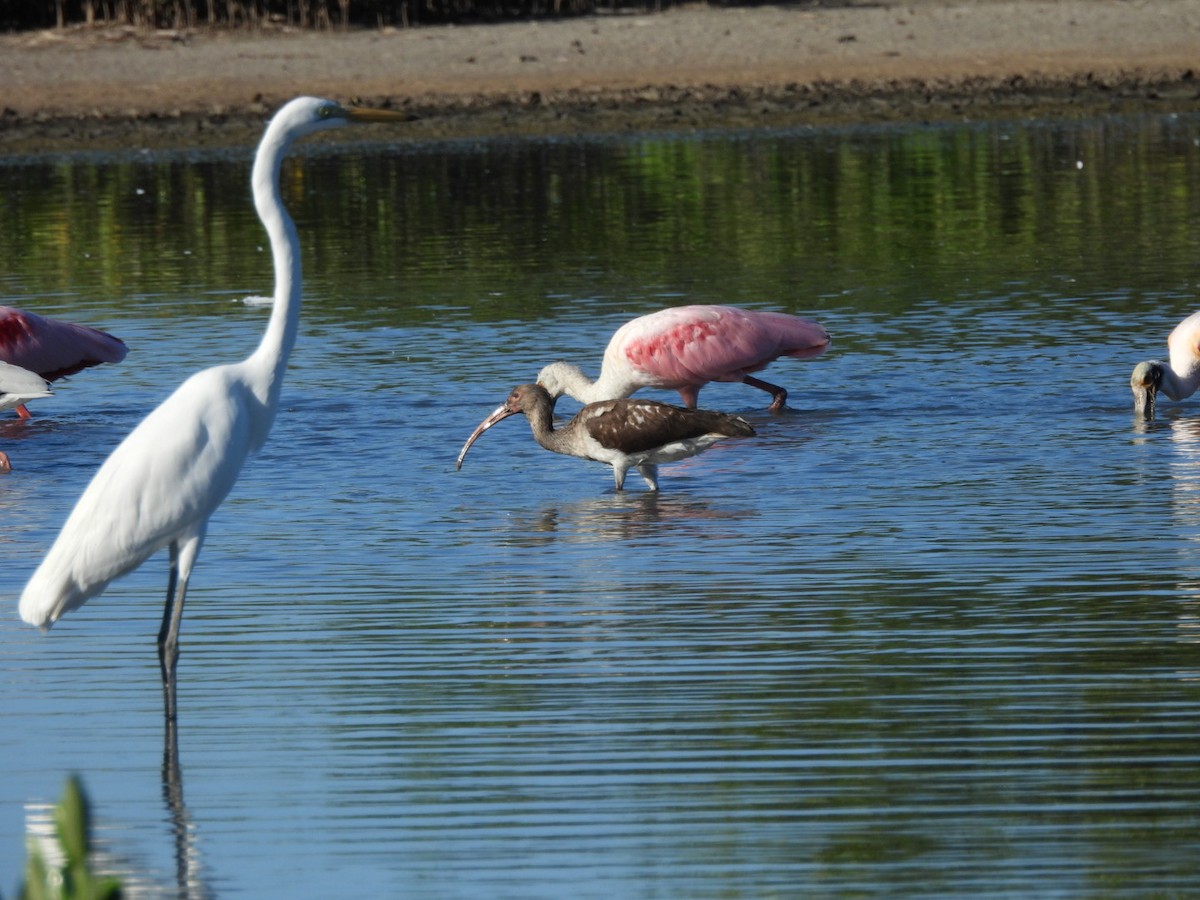 White Ibis - ML611725841