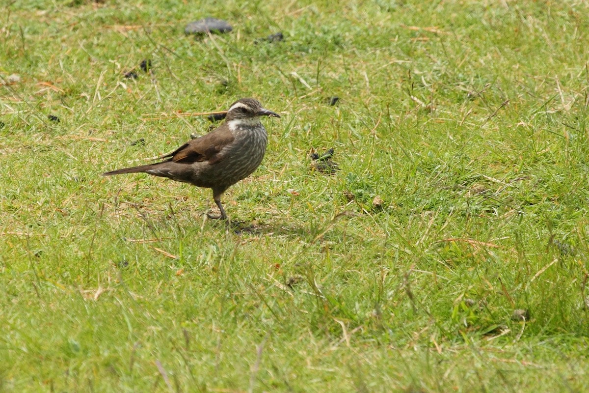 Dark-bellied Cinclodes - ML611725852