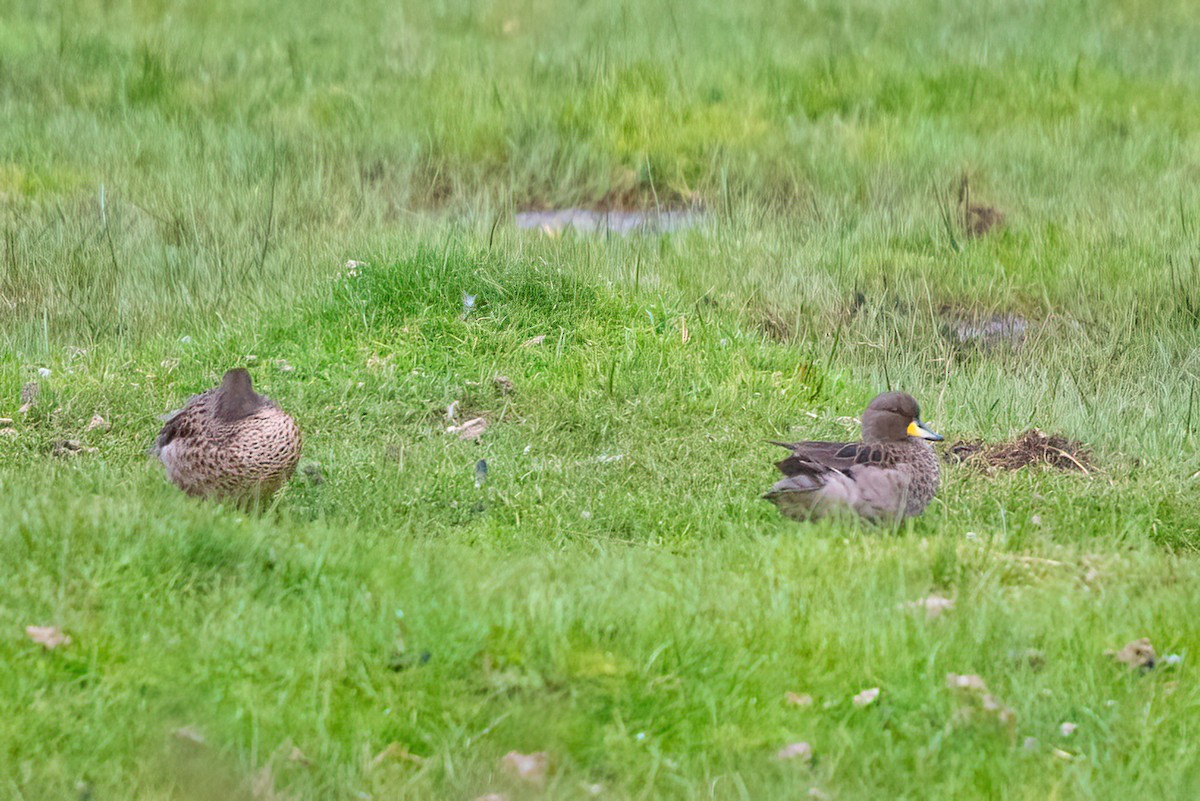 Yellow-billed Teal - ML611726004