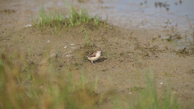 Indian Silverbill - ML611726050