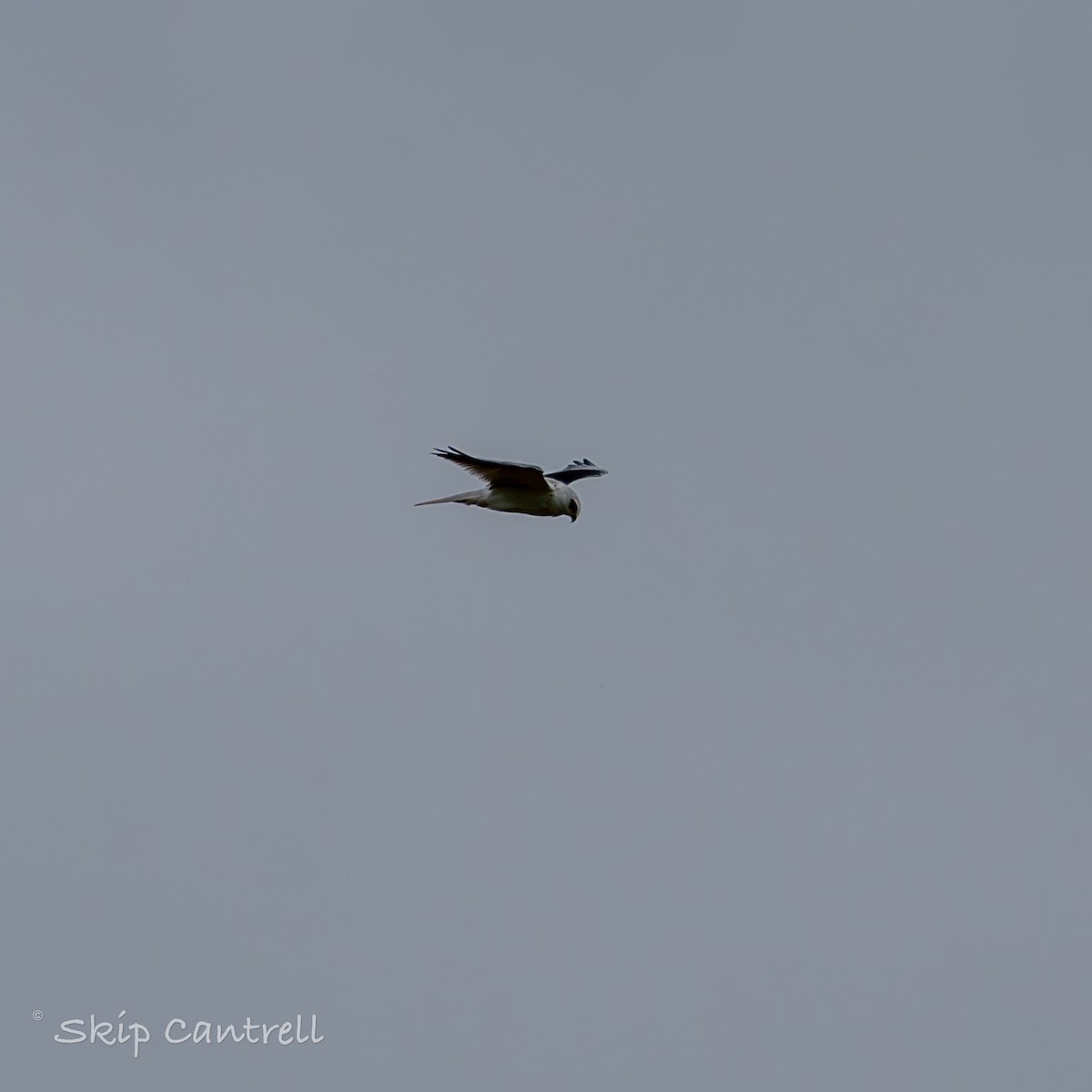 White-tailed Kite - ML611726089