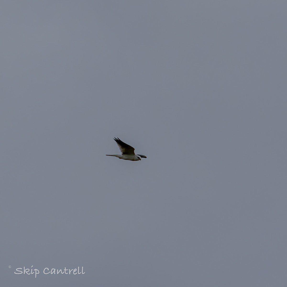White-tailed Kite - ML611726090