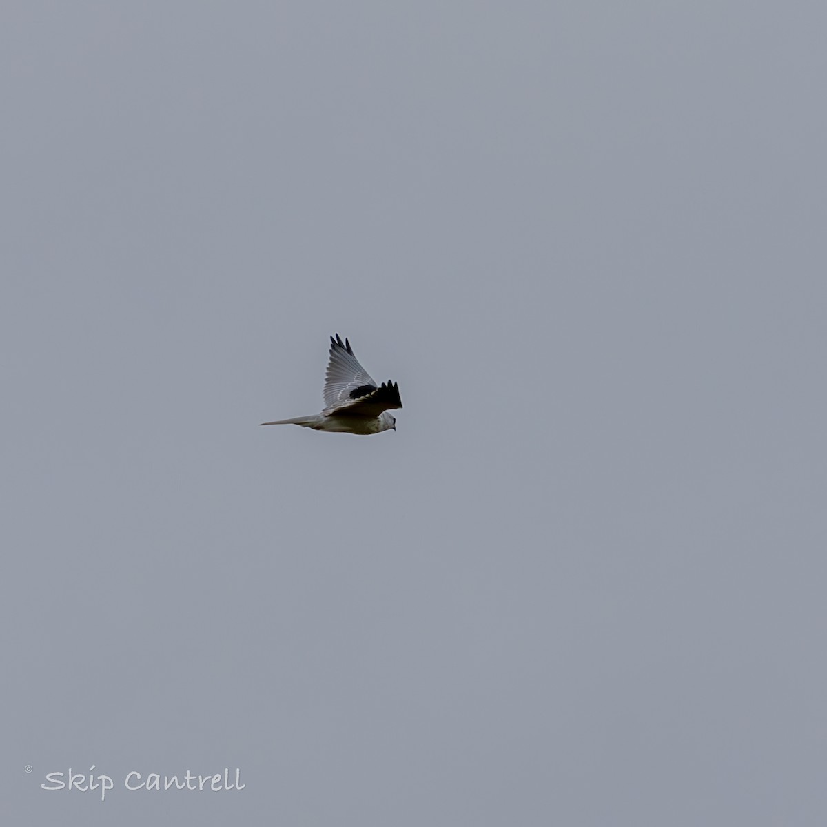 White-tailed Kite - Skip Cantrell