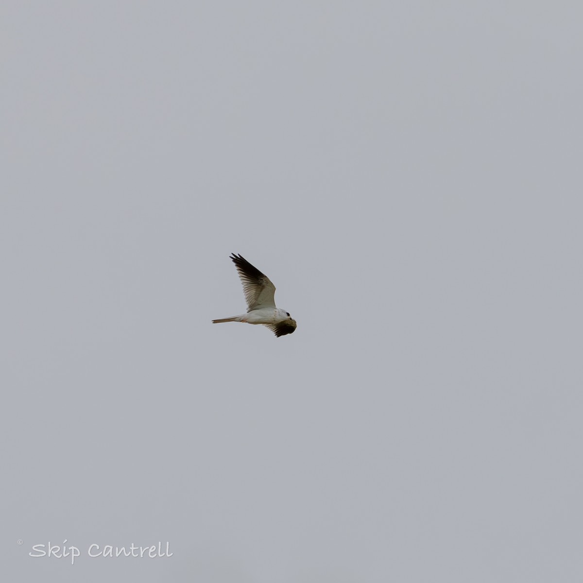 White-tailed Kite - ML611726092