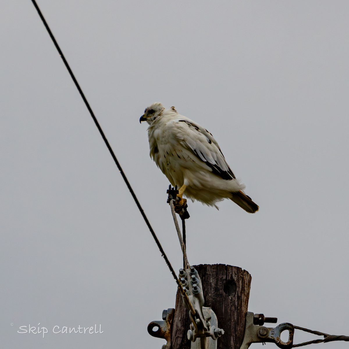 Red-tailed Hawk - ML611726109