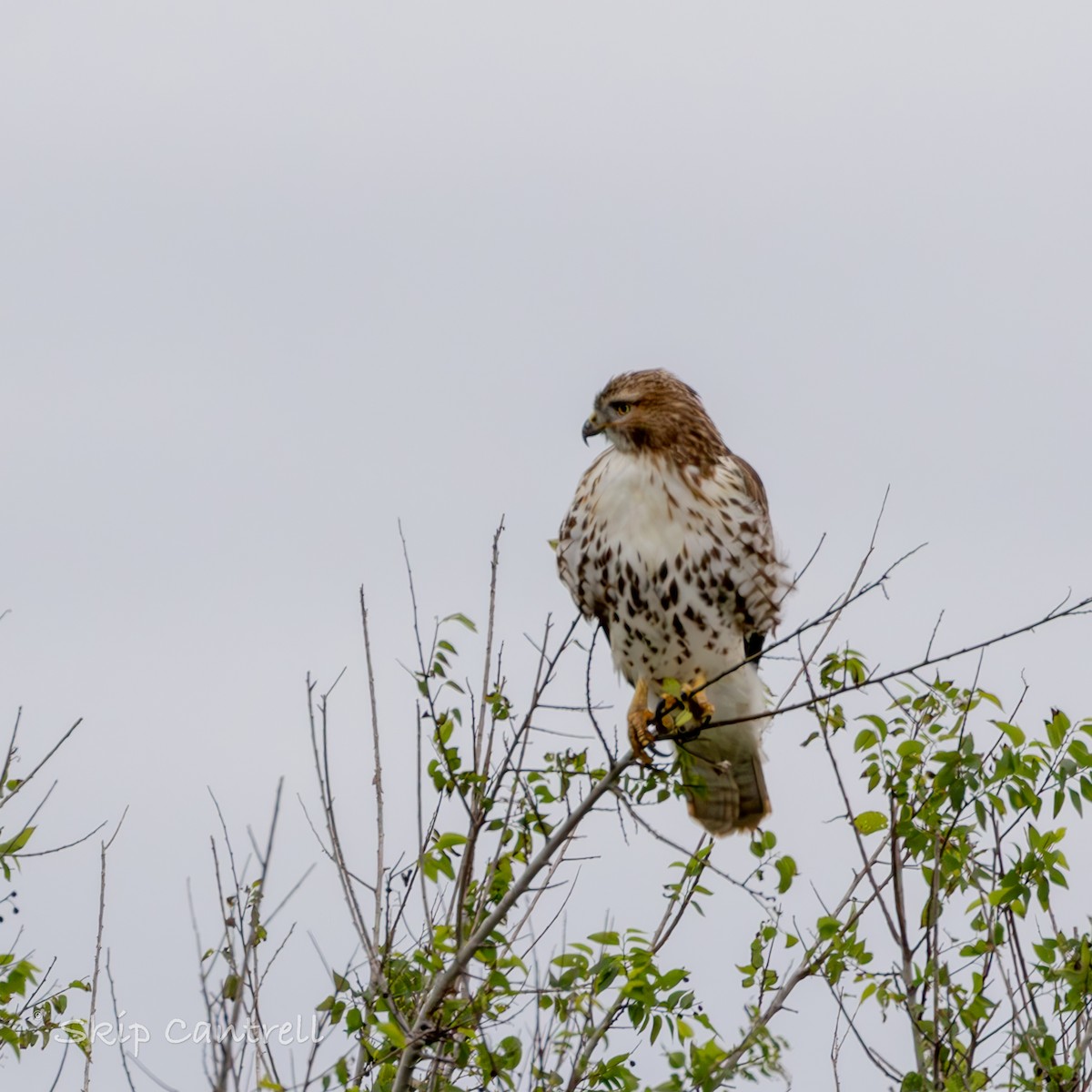 Red-tailed Hawk - ML611726111