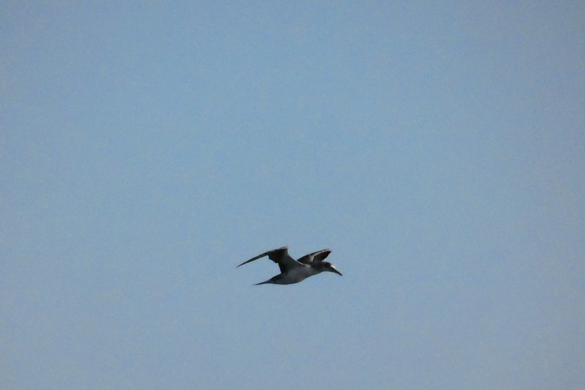 Northern Gannet - ML611726173