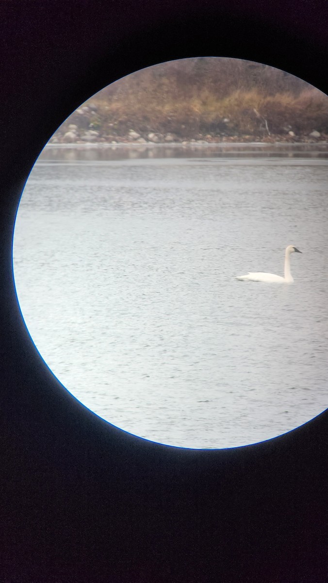 Trumpeter Swan - Taylor Brown