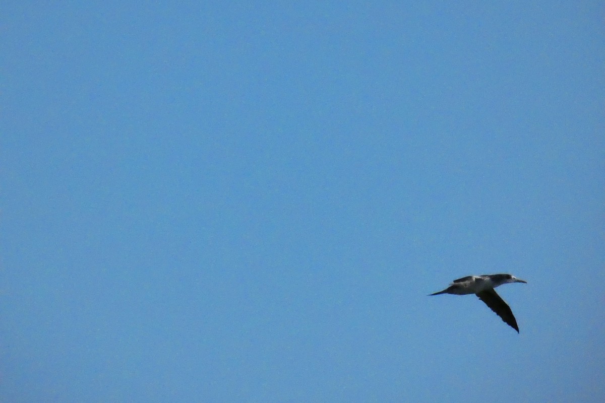 Northern Gannet - ML611726192