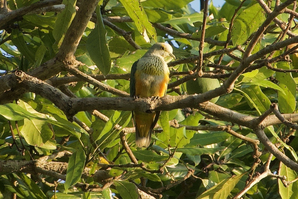 Rose-crowned Fruit-Dove - ML611726269