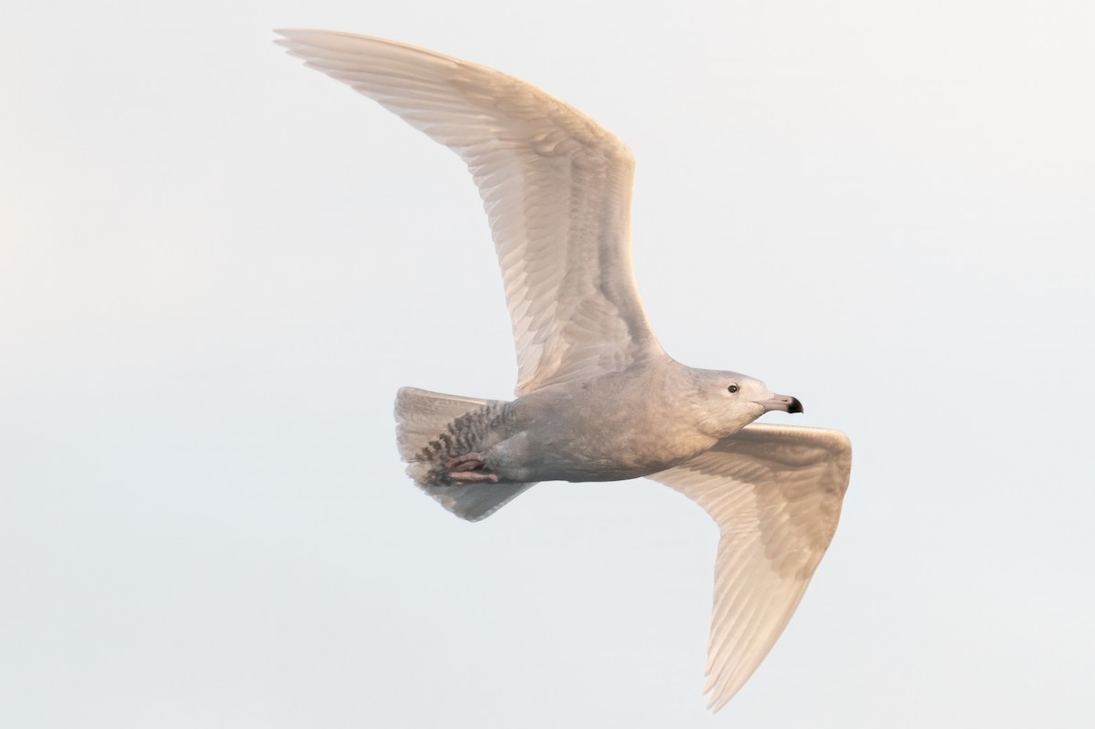 Glaucous Gull - ML611726308