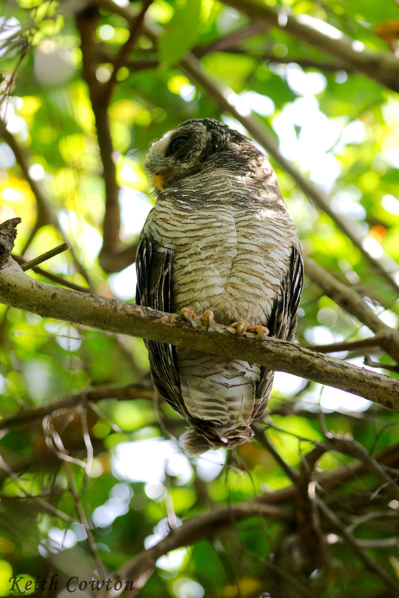 African Wood-Owl - ML611726318
