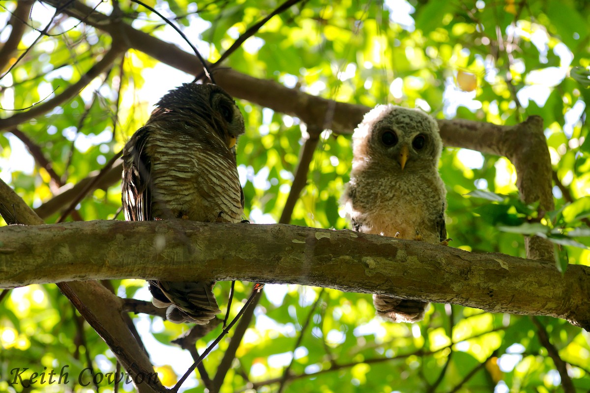 African Wood-Owl - ML611726319