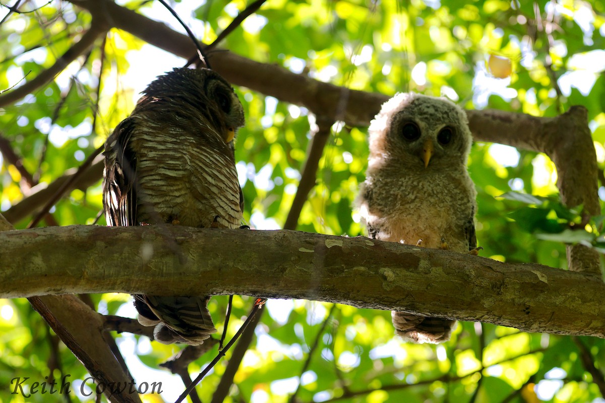 African Wood-Owl - ML611726320