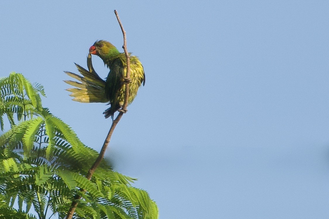 Olive-headed Lorikeet - ML611726332