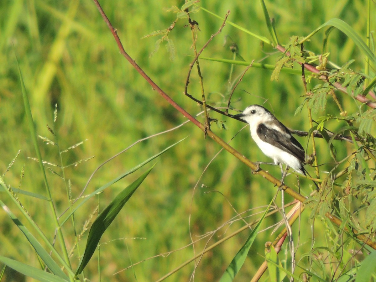 Pied Water-Tyrant - Carolina Dávila