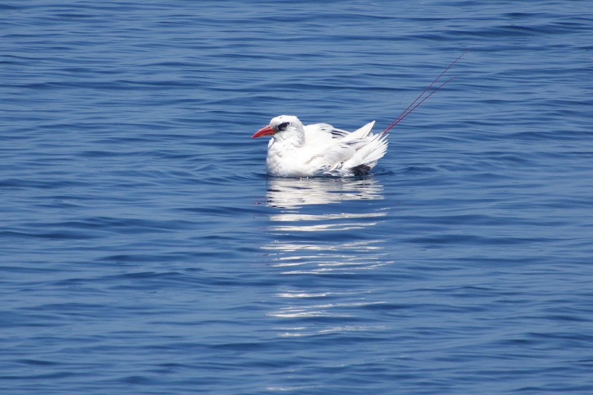 紅尾熱帶鳥 - ML611726438