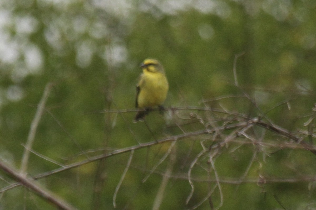 Yellow-fronted Canary - ML611726572