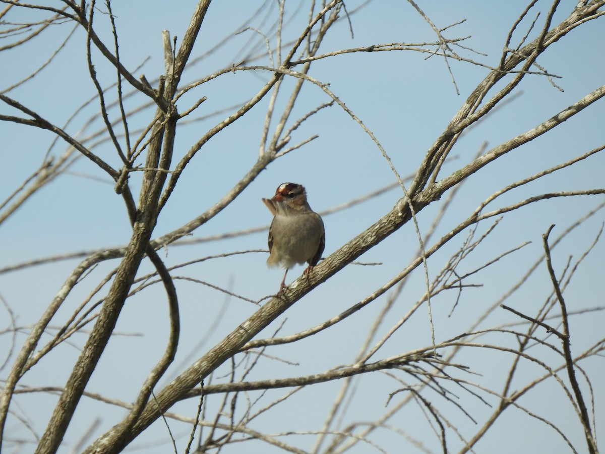 White-crowned Sparrow - ML611726626
