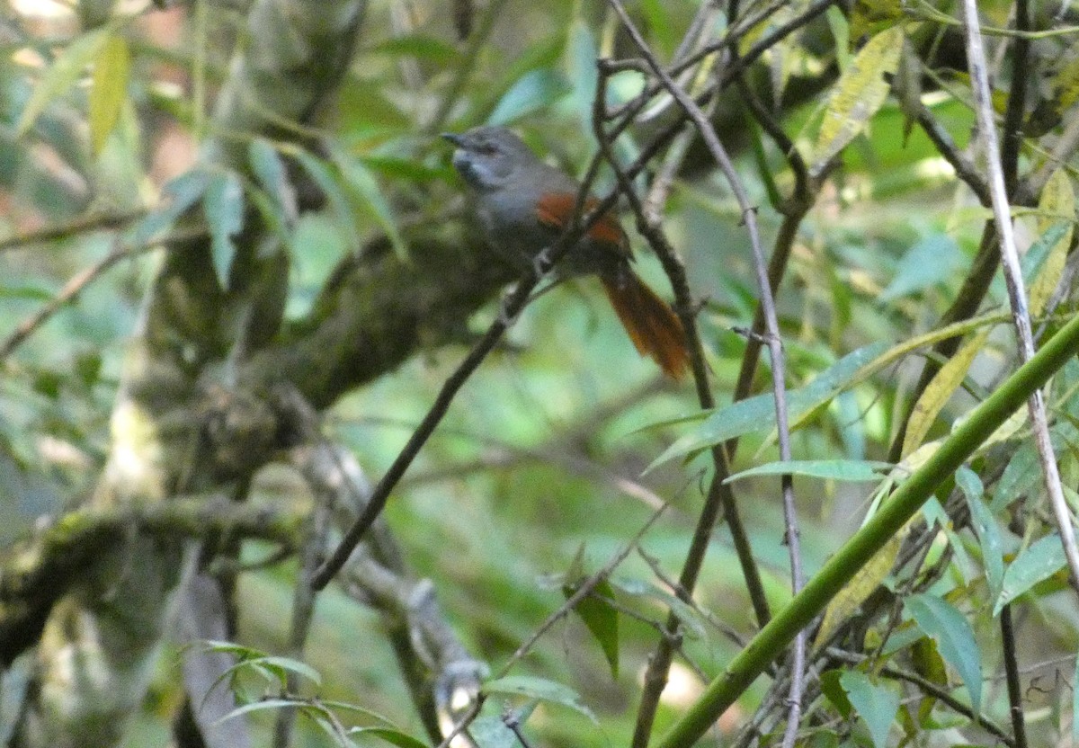 Gray-bellied Spinetail - ML611726796