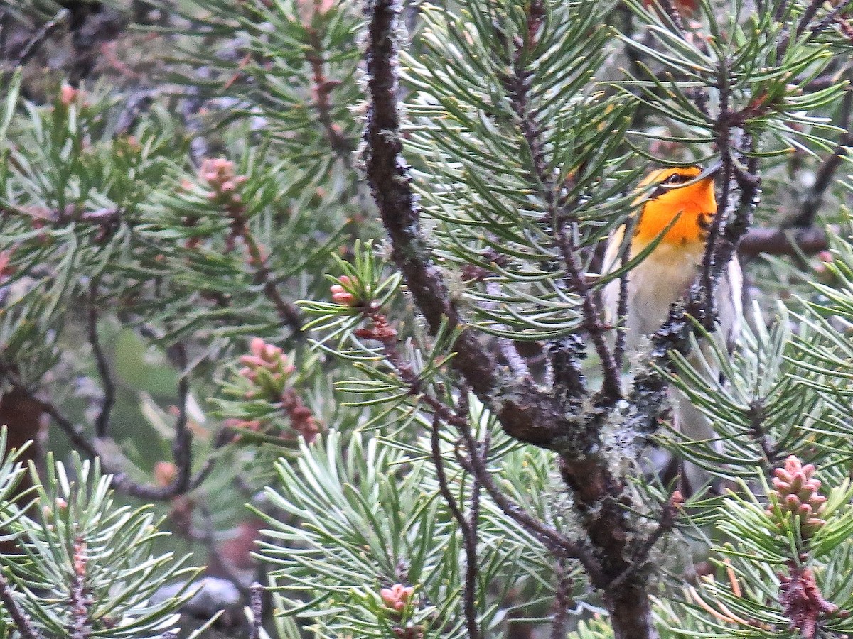 Blackburnian Warbler - ML611726812