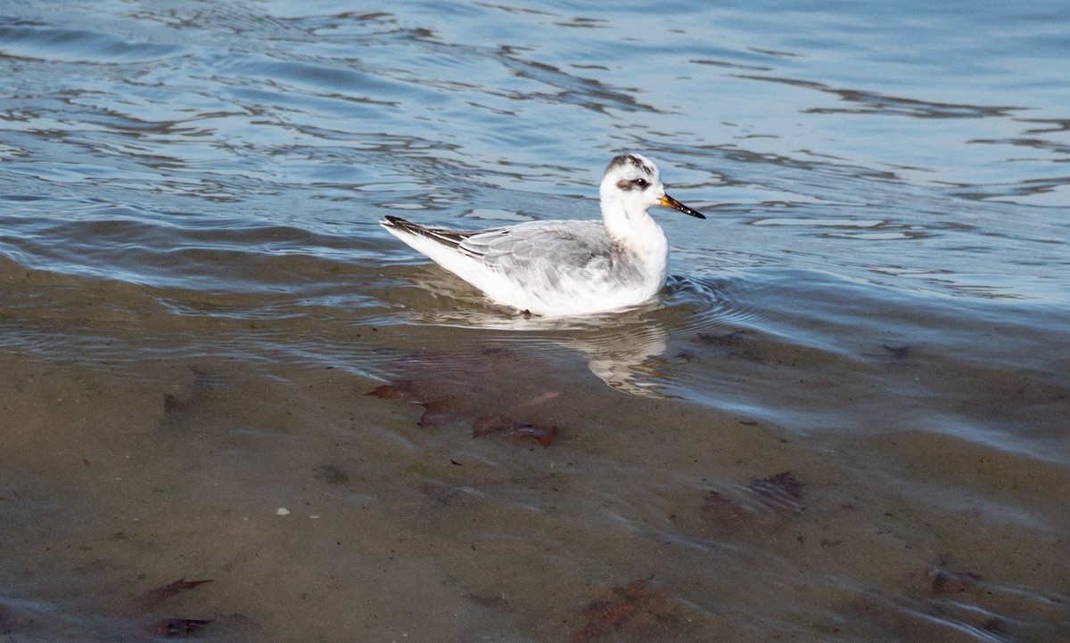Red Phalarope - Gale VerHague