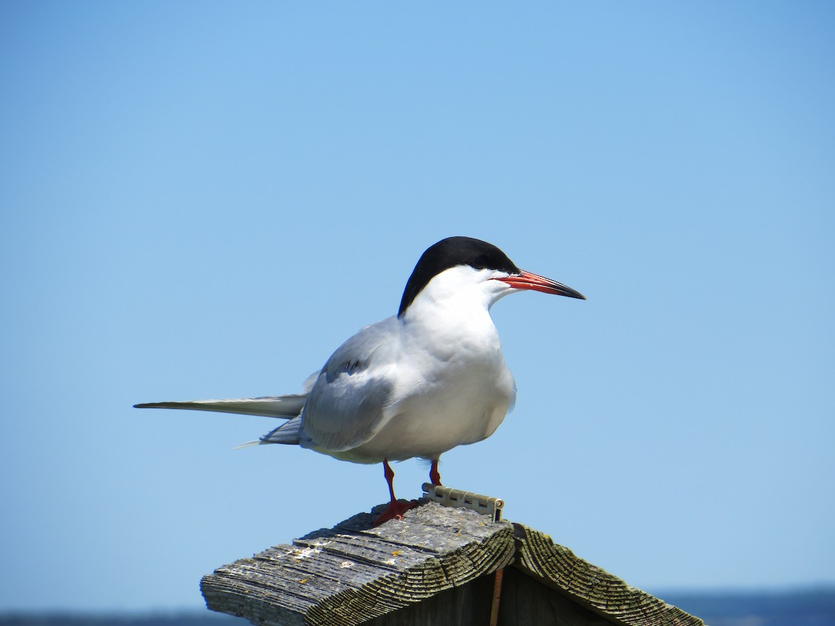 Common Tern - ML611726887