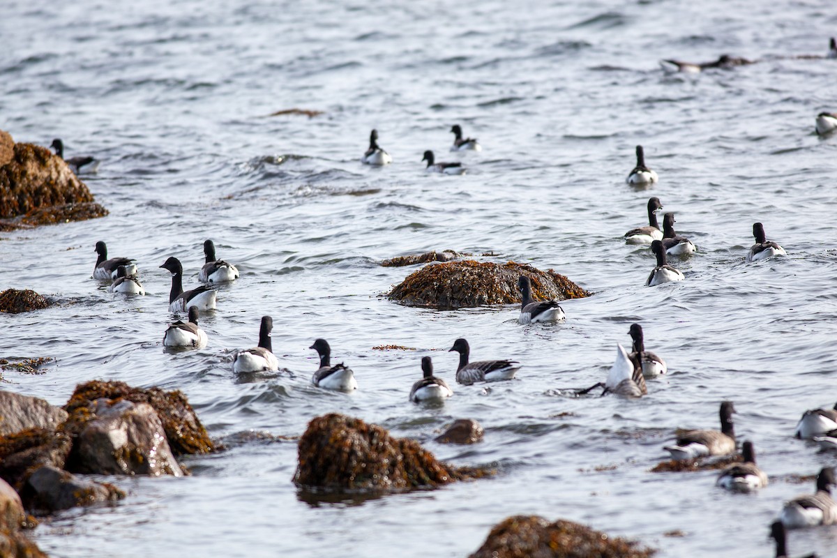 Brant (Atlantic) - ML611726911