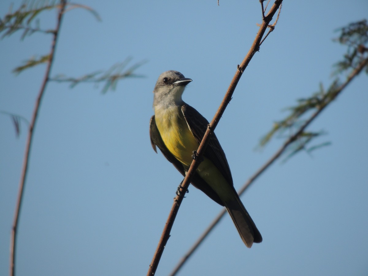 Tropical Kingbird - Carolina Dávila