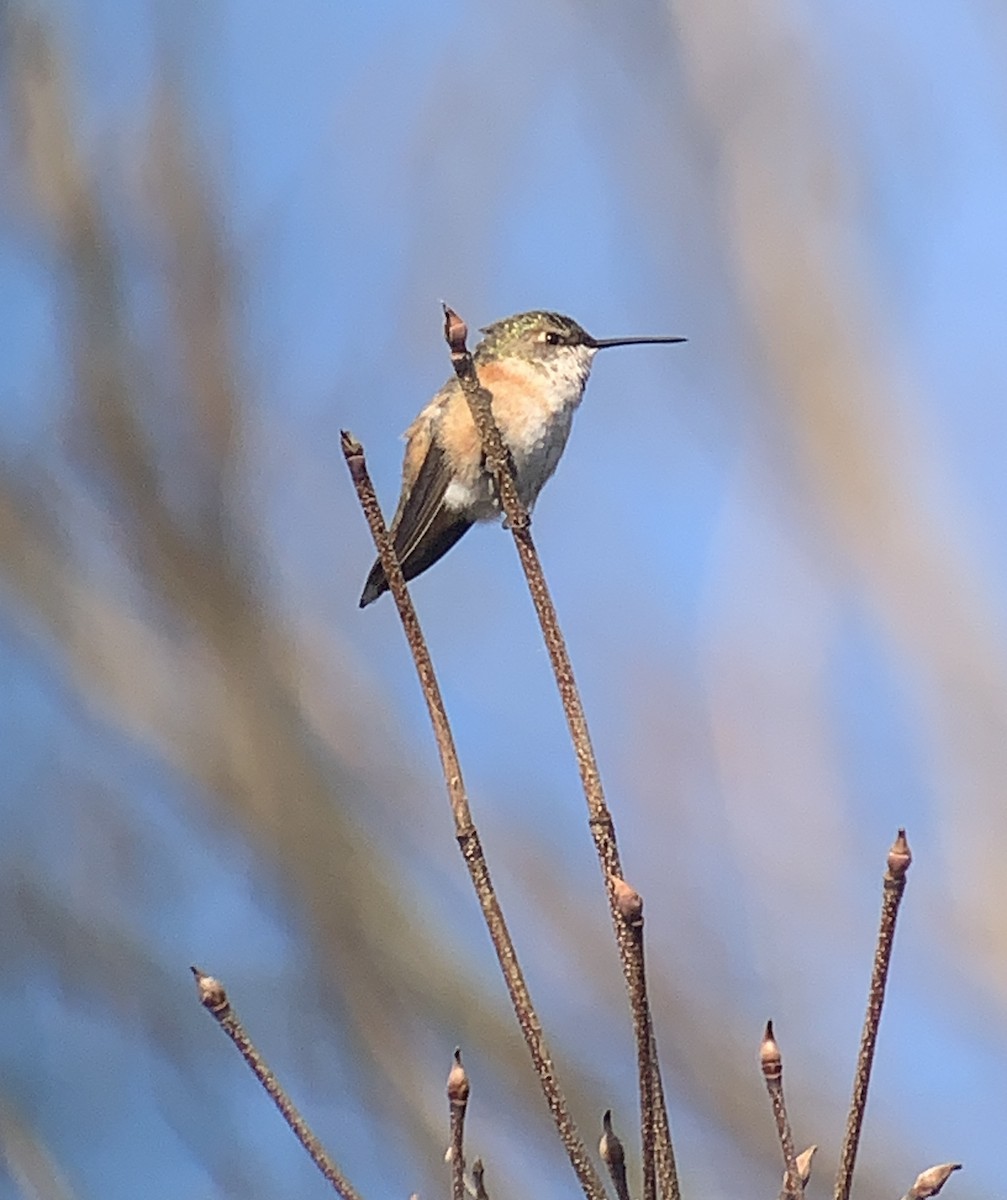 Rufous Hummingbird - Tina Green