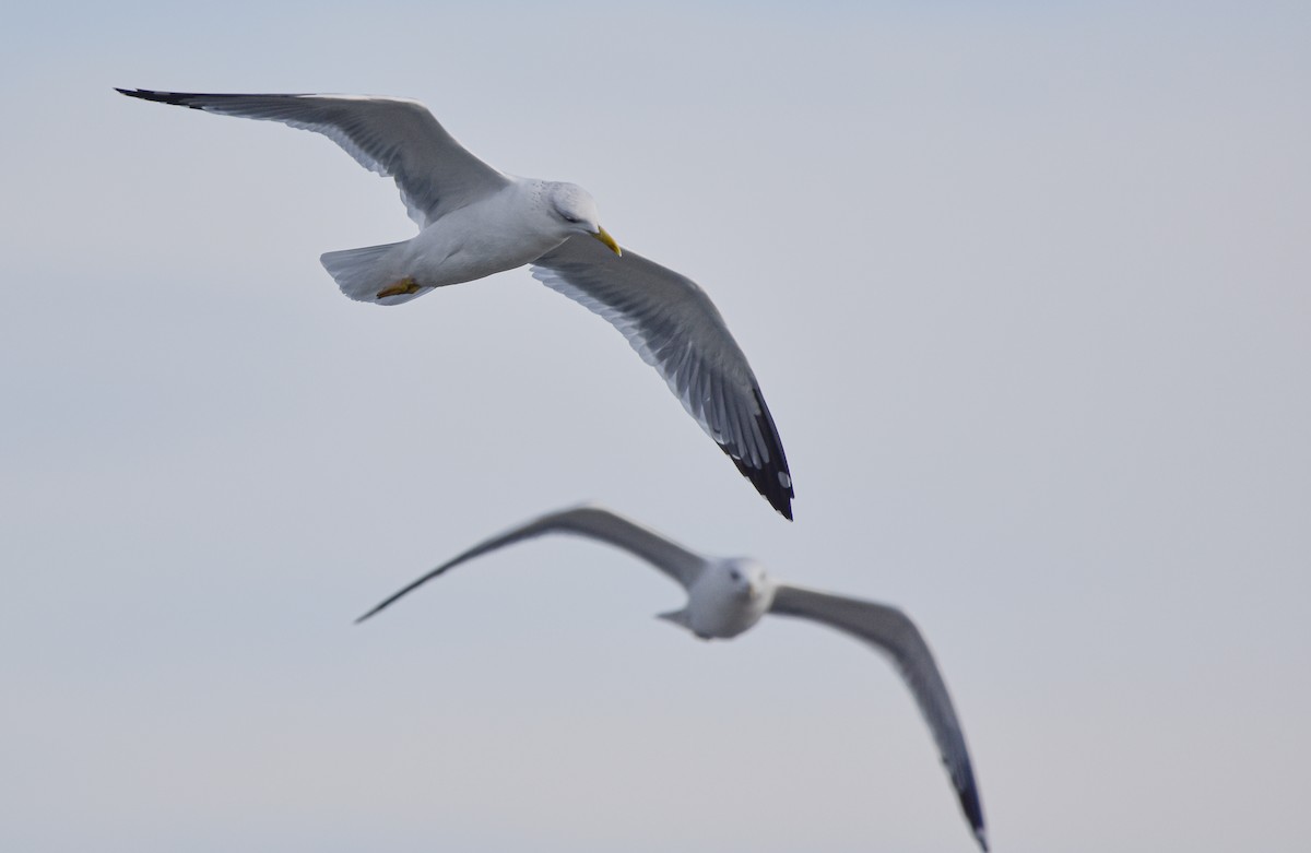 Lesser Black-backed Gull (Steppe) - ML611727208