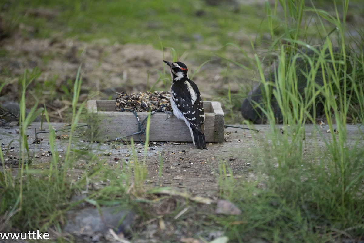 Hairy Woodpecker - ML61172721