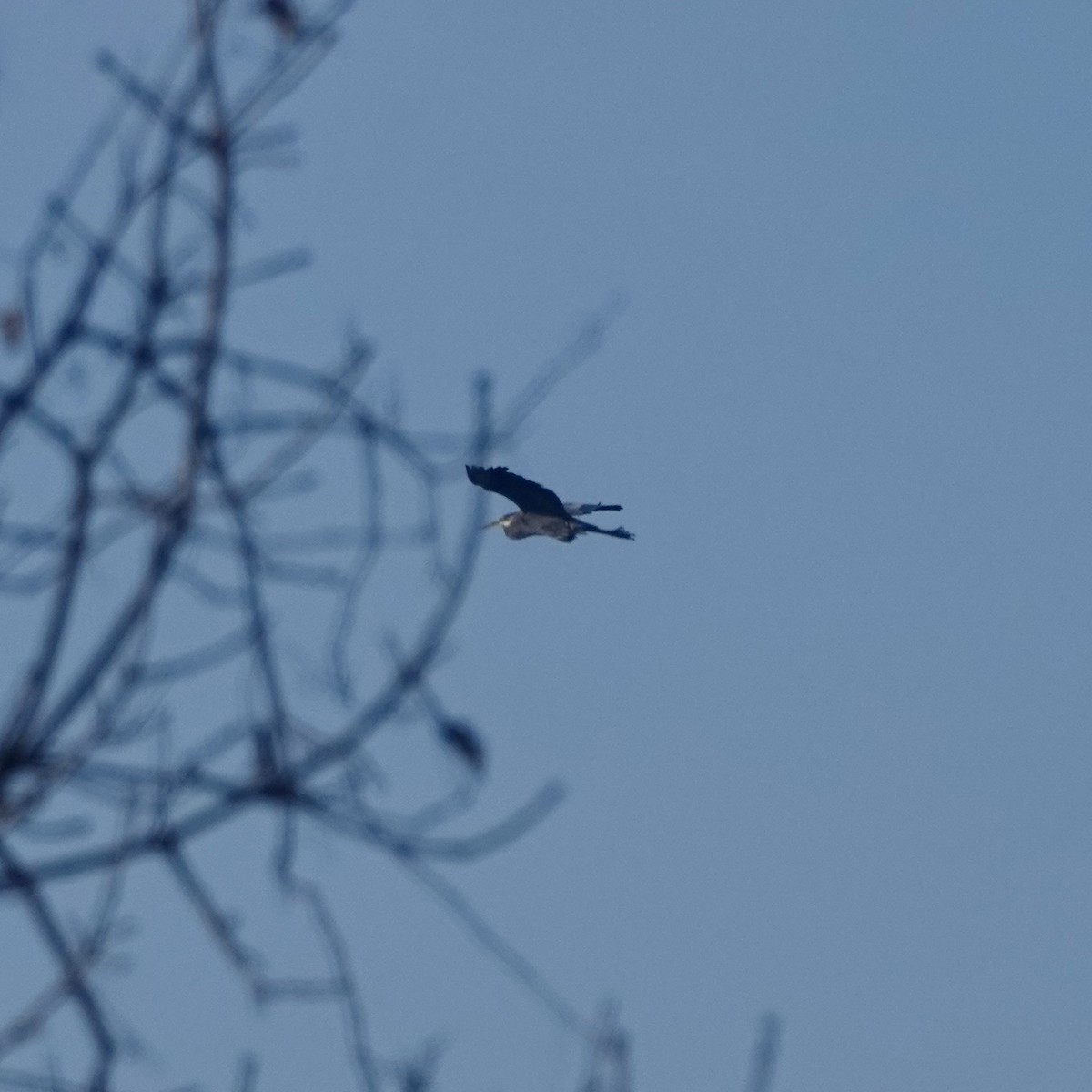 Great Blue Heron - Clem Nilan