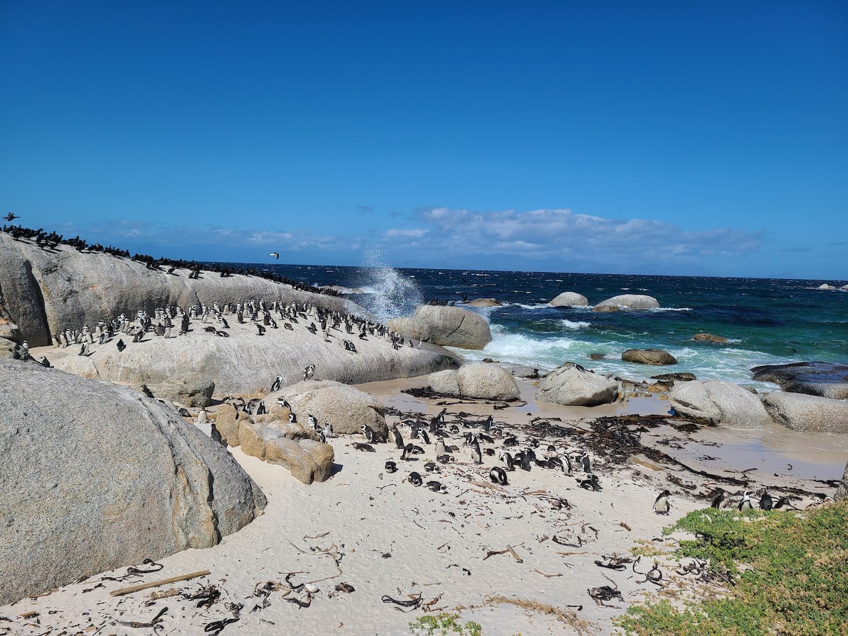 African Penguin - ML611727233