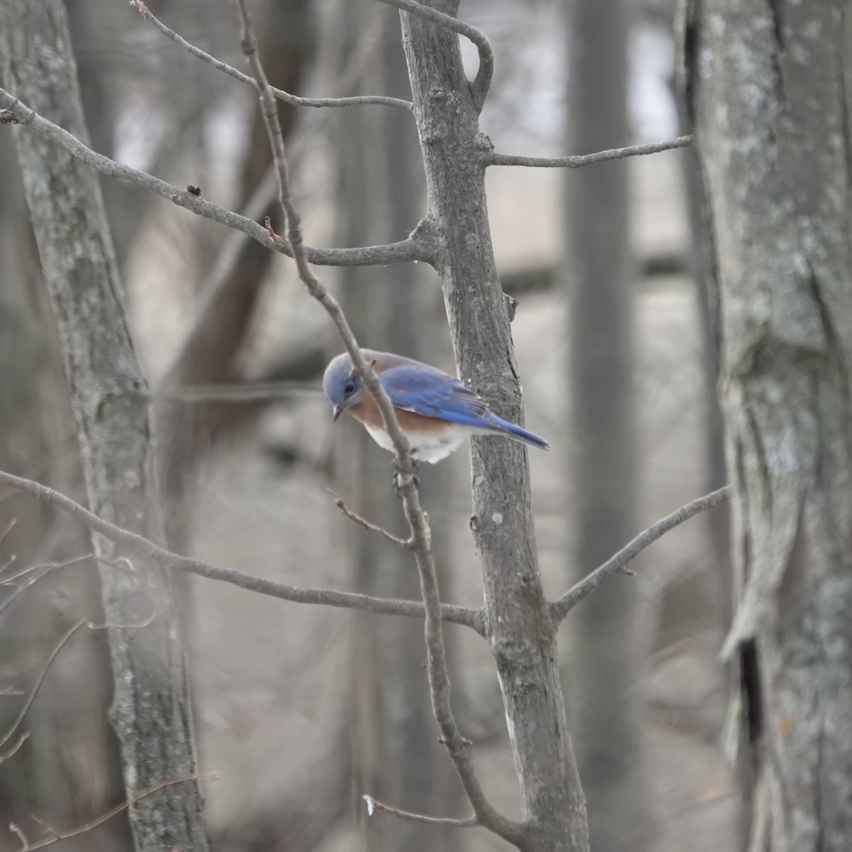 Eastern Bluebird - ML611727235