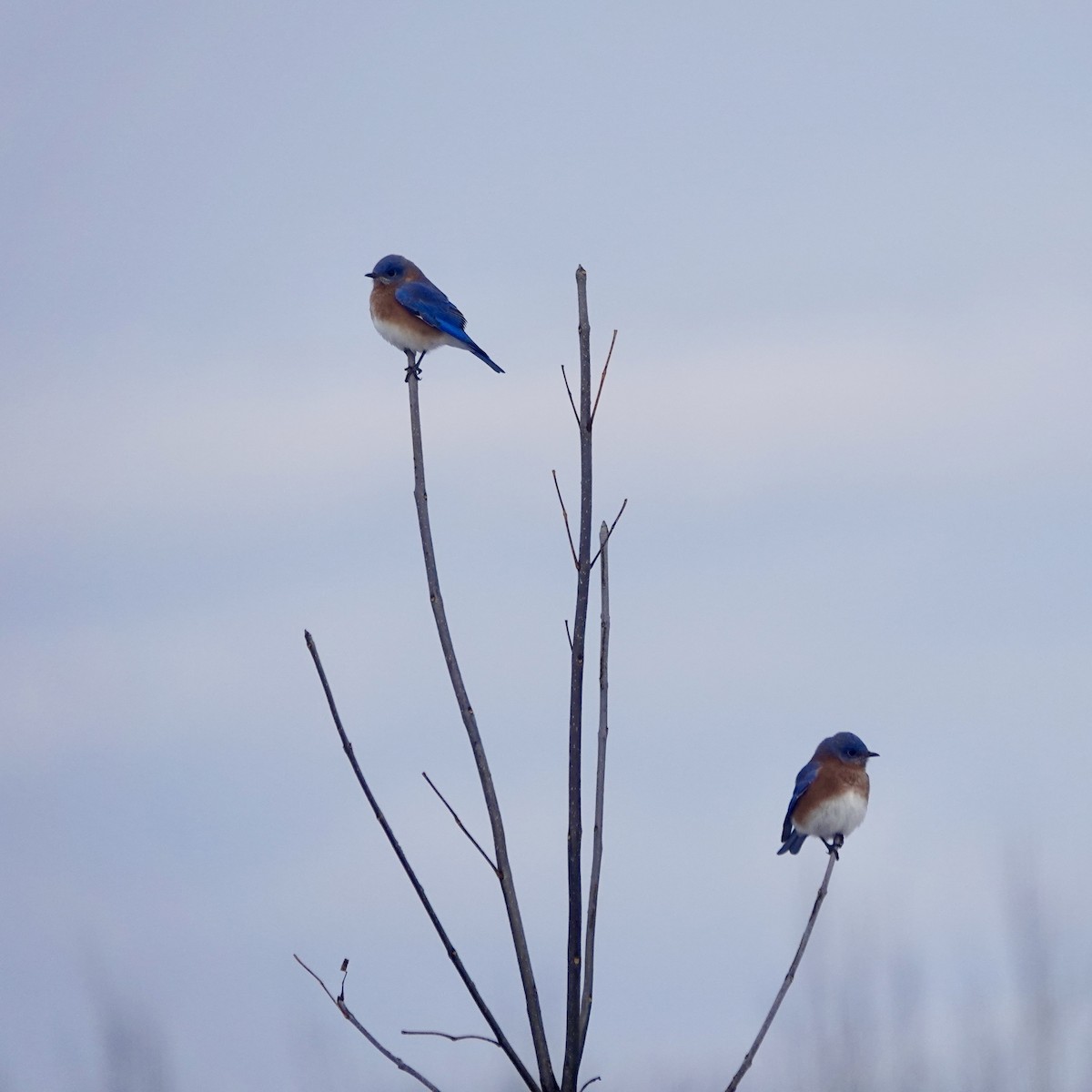 Eastern Bluebird - Clem Nilan