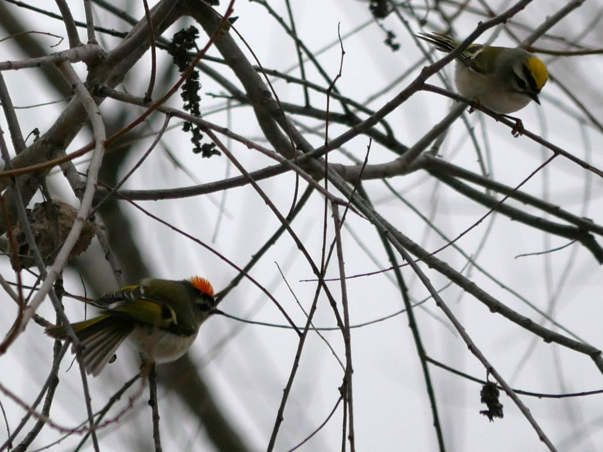 Golden-crowned Kinglet - Gérard  Viens