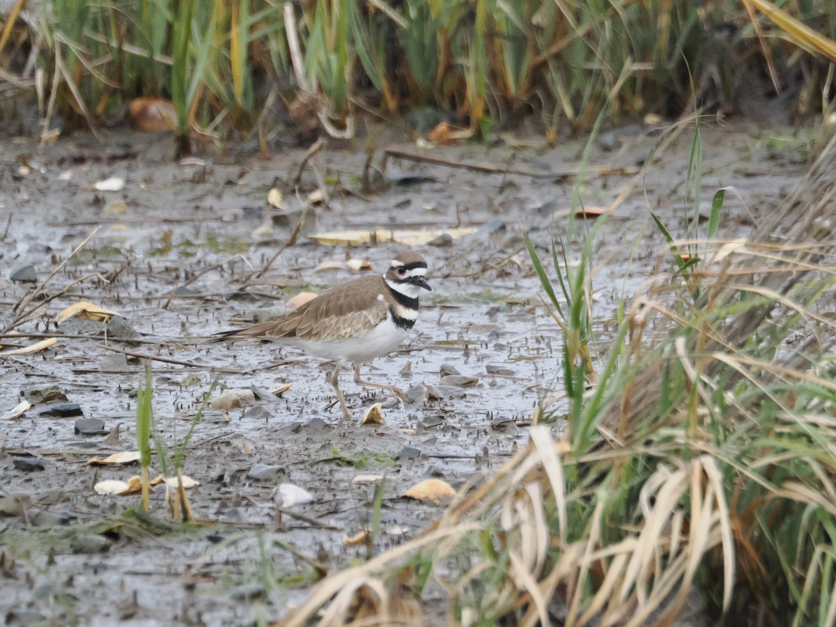 Semipalmated Plover - ML611727254