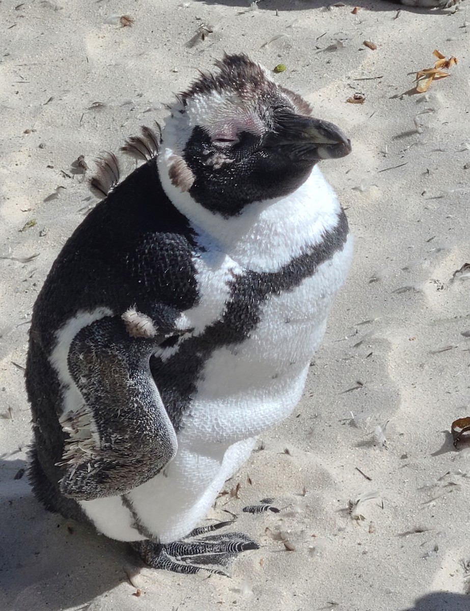 African Penguin - ML611727260