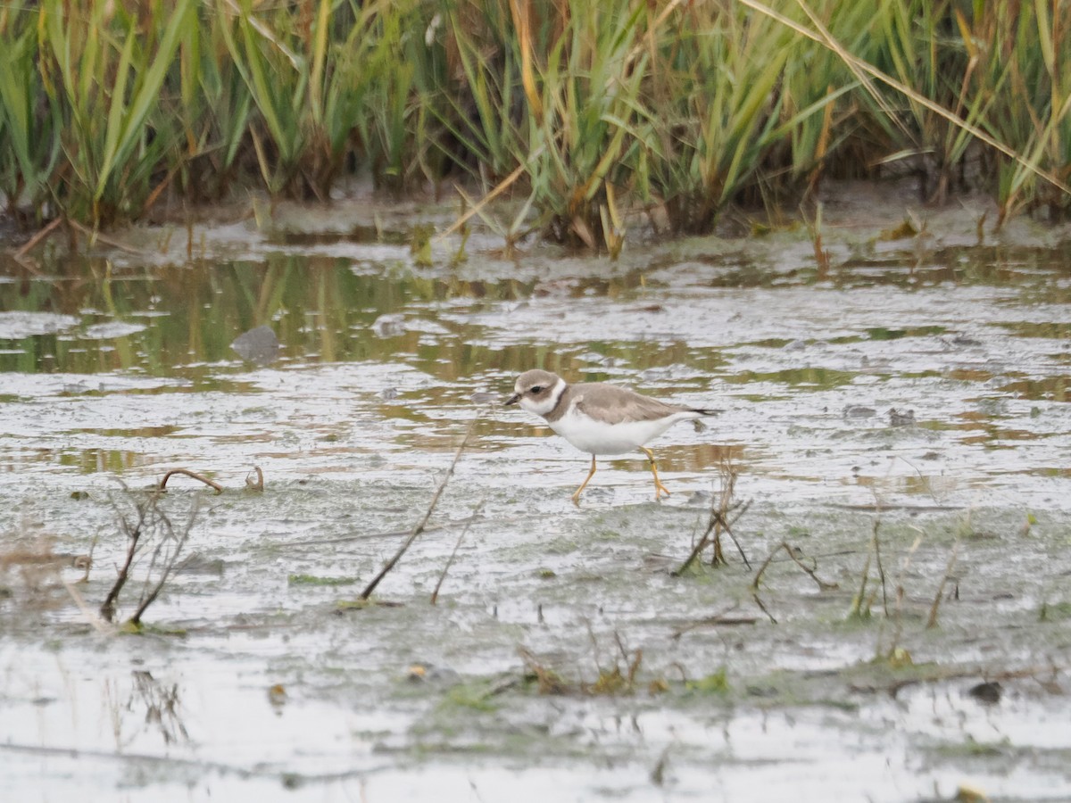 Semipalmated Plover - ML611727283