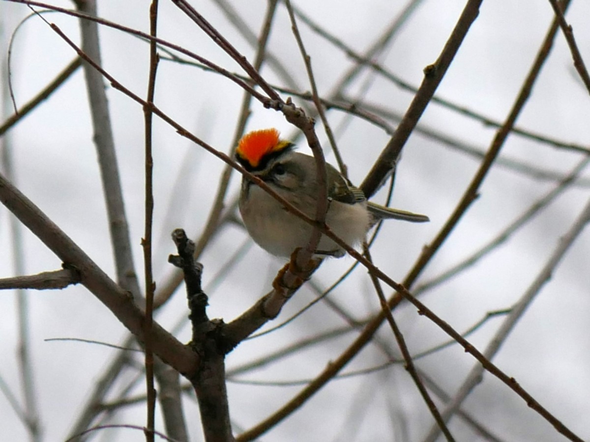 Golden-crowned Kinglet - ML611727285