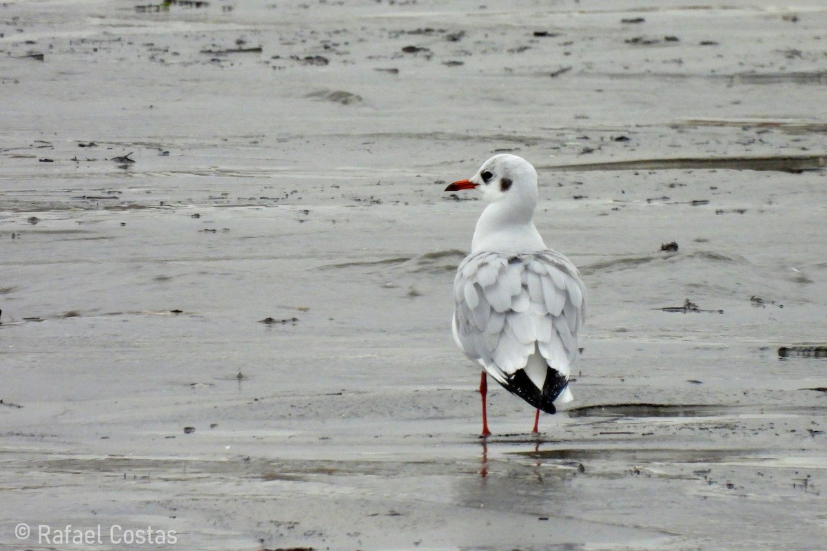 Gaviota Reidora - ML611727289