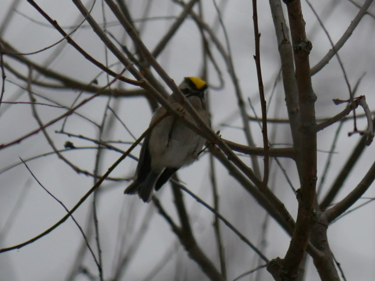 Golden-crowned Kinglet - ML611727313