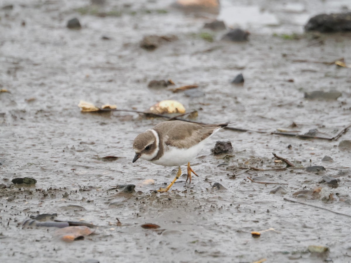 Semipalmated Plover - ML611727333