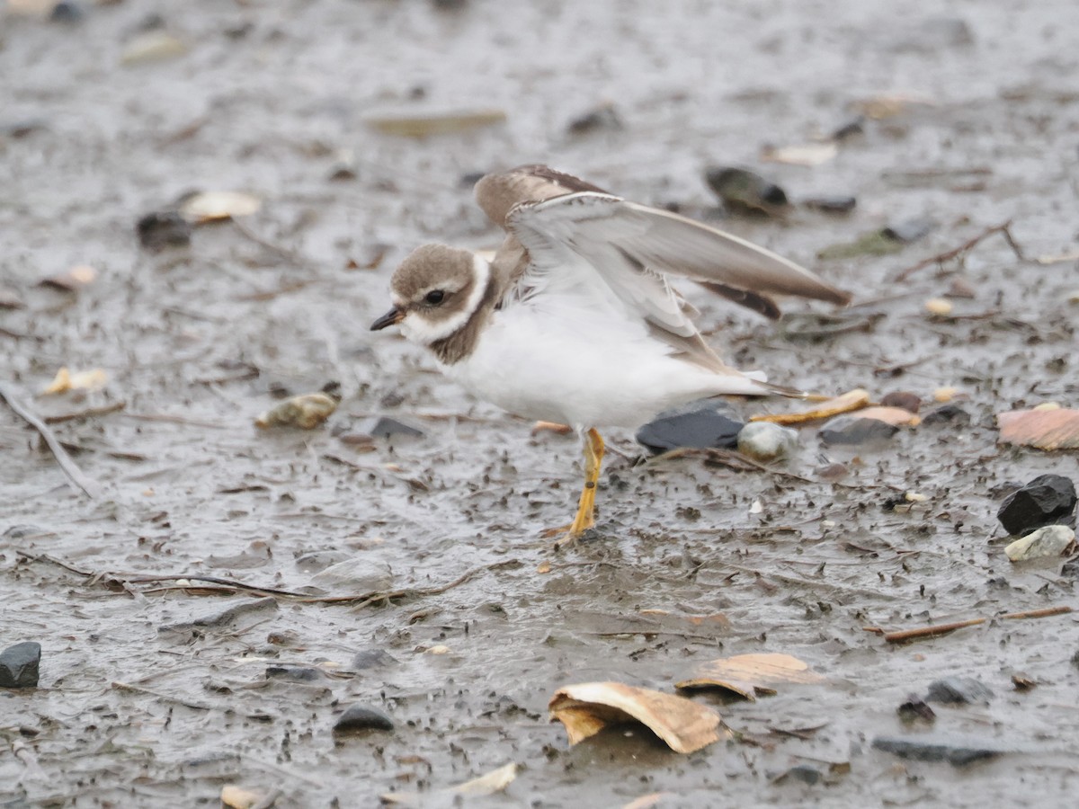 Semipalmated Plover - ML611727337