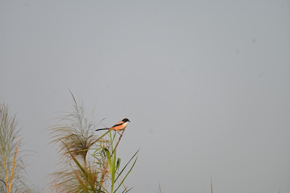 Long-tailed Shrike - ML611727400