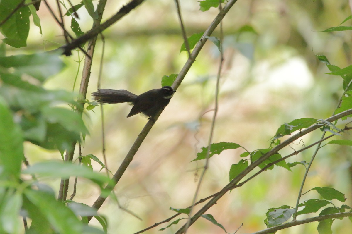 White-throated Fantail - ML611727441