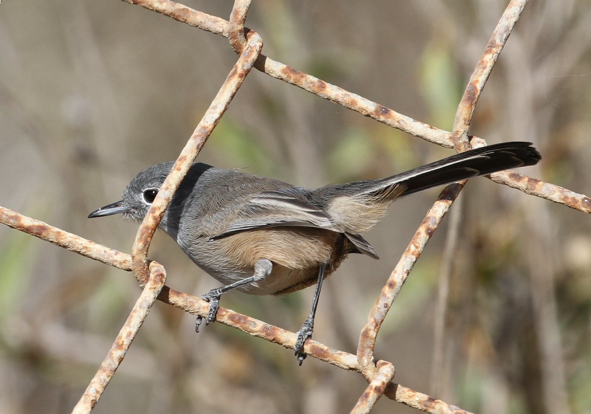 California Gnatcatcher - Andy Stepniewski