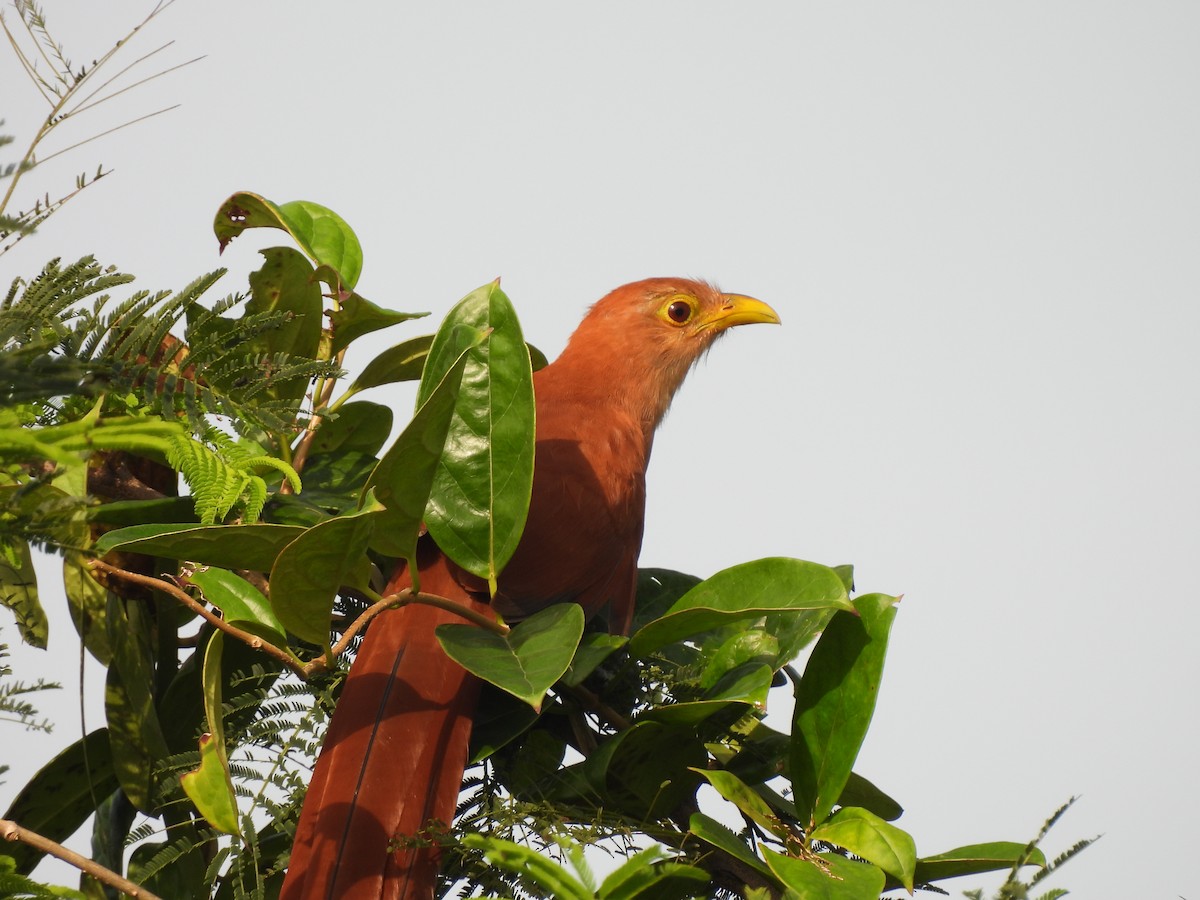 Squirrel Cuckoo - Leandro Niebles Puello