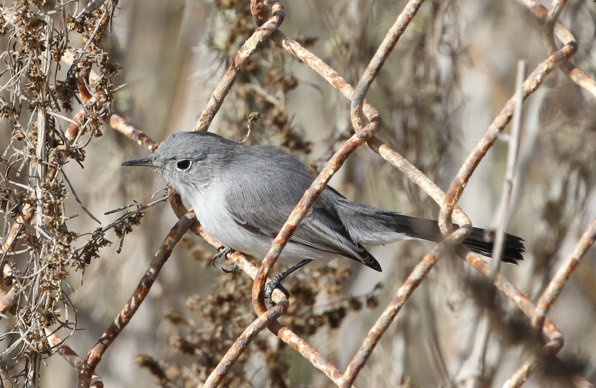 Blue-gray Gnatcatcher - Andy Stepniewski